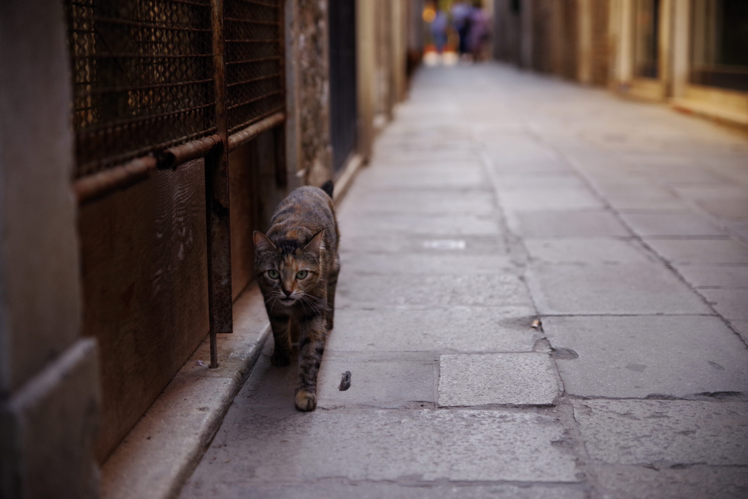 路地を歩く猫